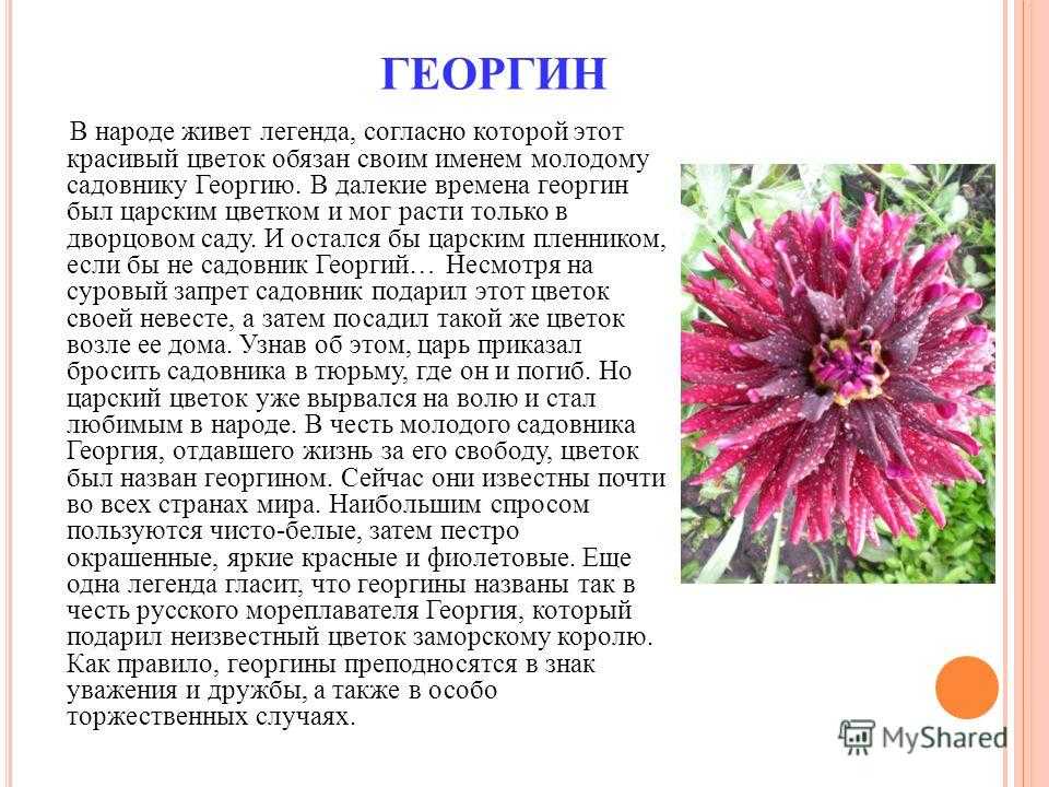 Значение и характеристика имени георгина, характер, судьба, что означает имя георгина | портал таротаро
