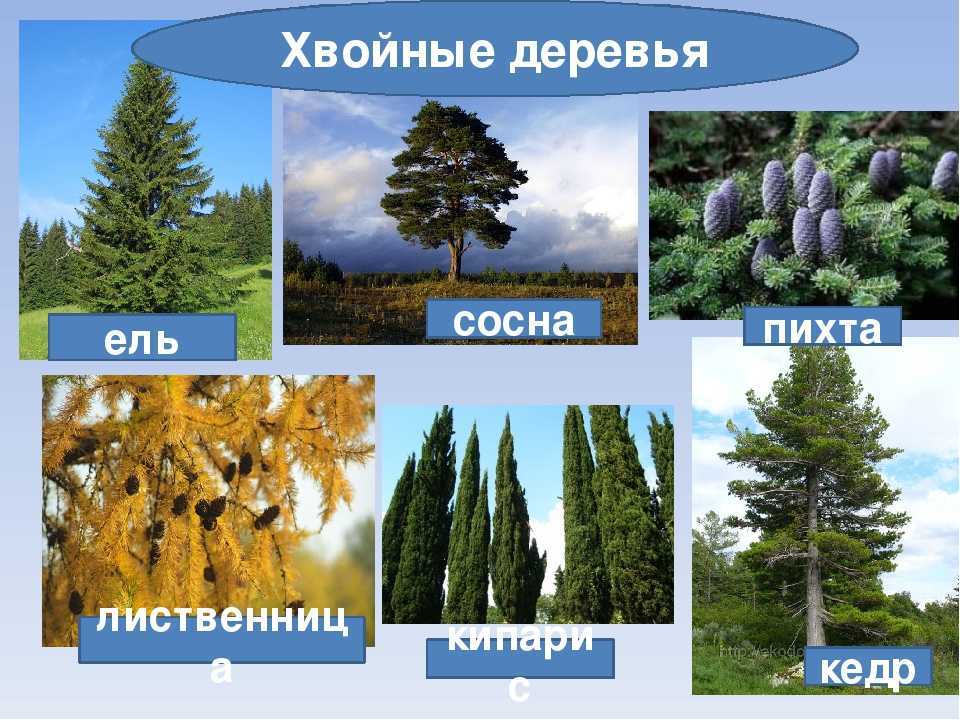 История происхождения и толкование имени элли